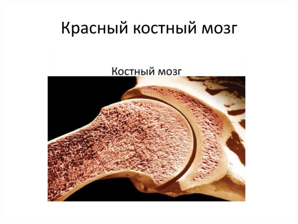 Желатинозный костный мозг