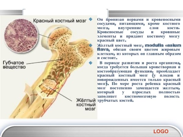 Желтый костный мозг строение