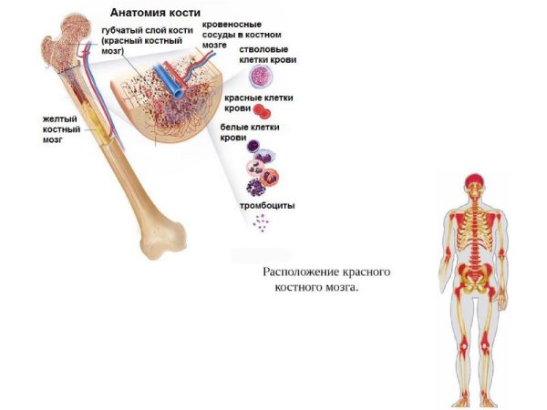 Анатомия человека красный костный мозг