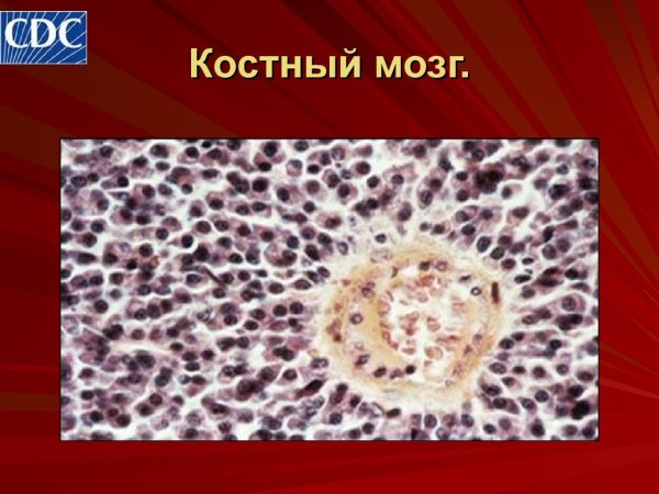 Красный костный мозг животных