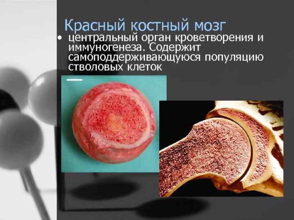 Красный и желтый костный мозг
