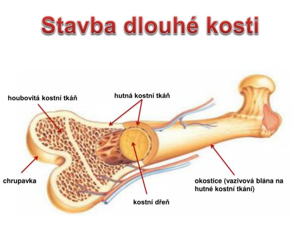 Красный костный мозг животных