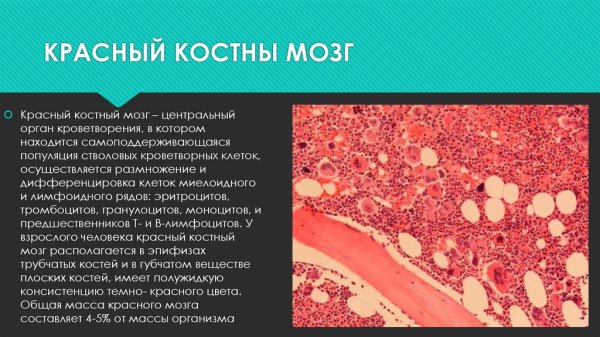 Образование клеток крови в Красном костном мозге