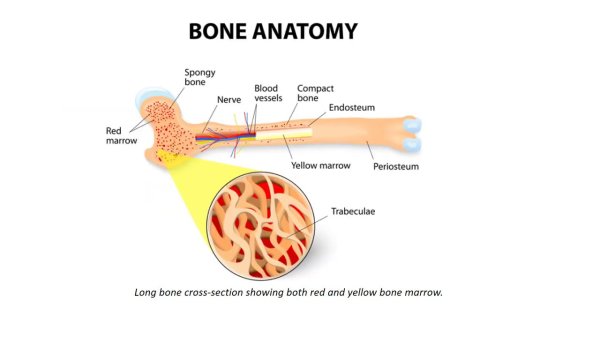 Желтый костный мозг строение