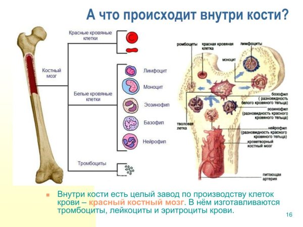 Красный костный мозг иммунная система мозг