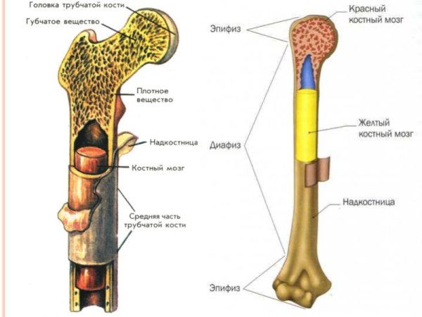 Строение компактного вещества трубчатой кости