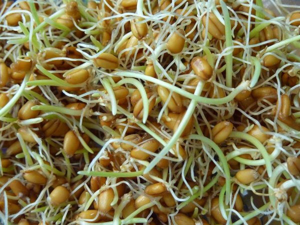 Пророщенная кукуруза