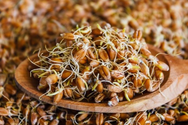 Проростки злаковых