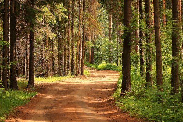Лесные дороги
