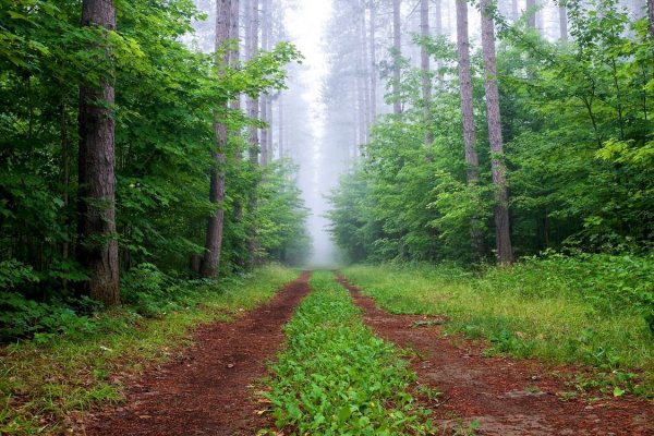 Дорога в лесу