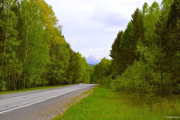 Дорога лес Россия