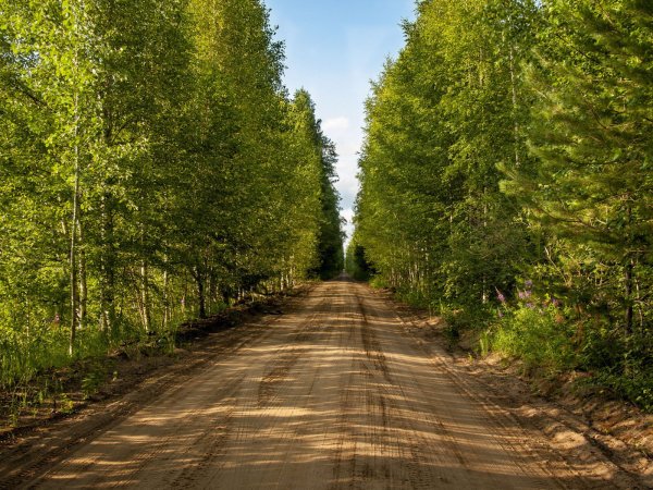 Дорога в лесу