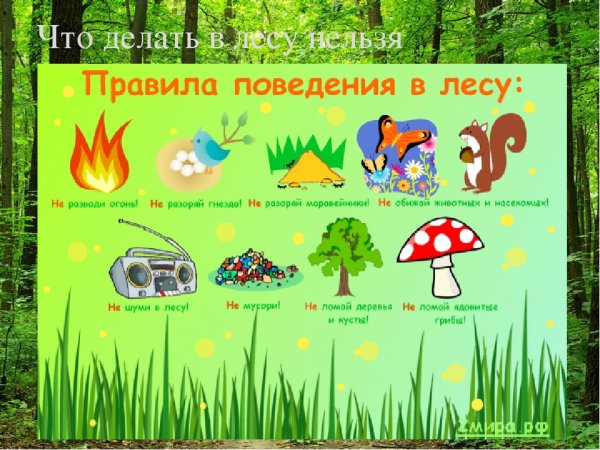 Правило рлвидение в лесу