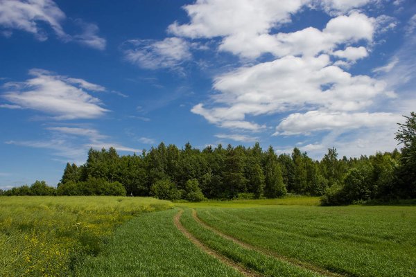 Россия природа поля лес