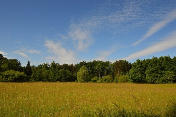 Лес вдалеке