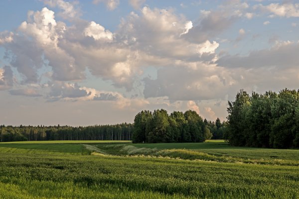 Лес вдали