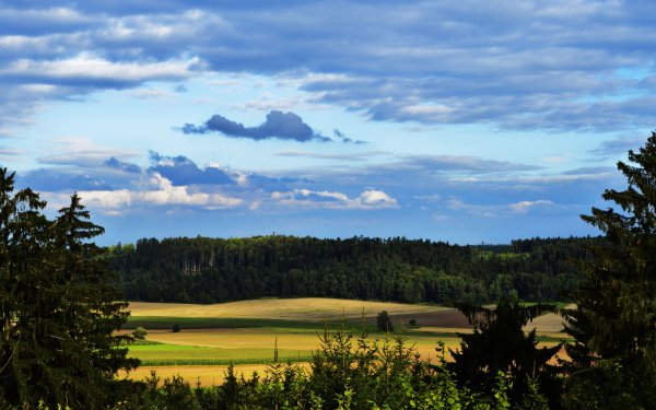 Панорама поля и леса