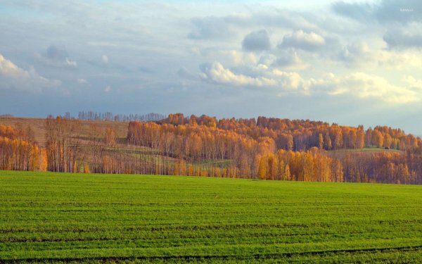 Лес вдали