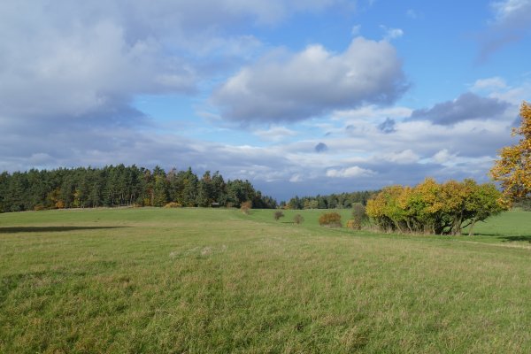 Панорама поля и леса