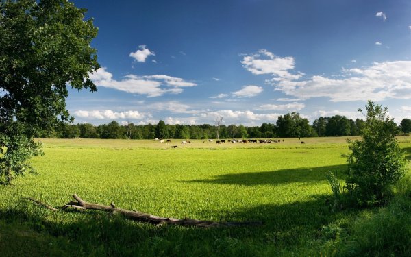 Панорама поля и леса