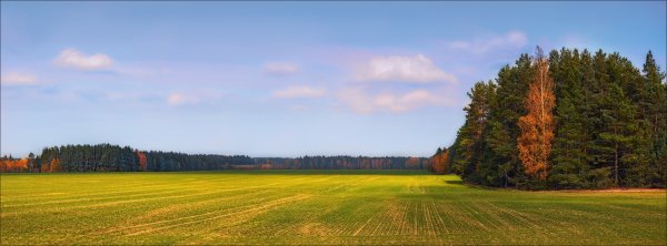 Поля и леса Беларусь