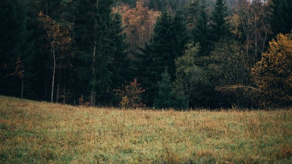 Лес вдали