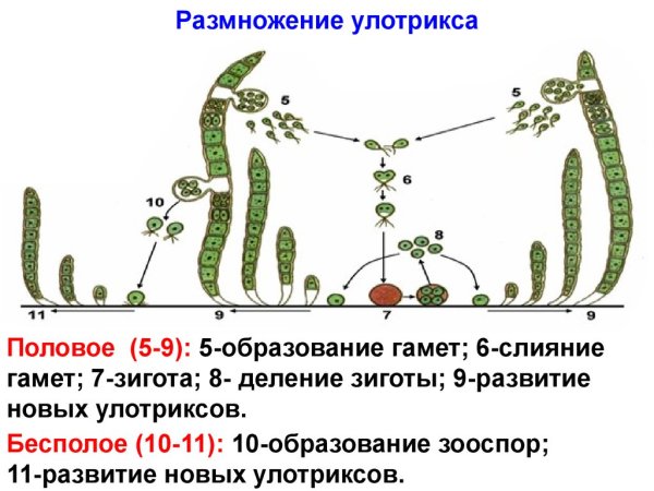 Бесполое размножение улотрикса