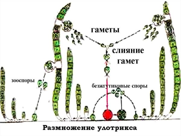 Жизненный цикл улотрикса схема