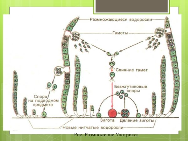 Улотрикс размножение схема
