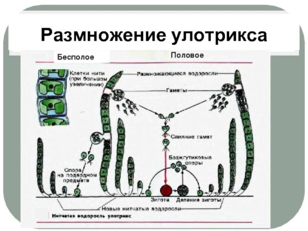 Улотрикс жизненный цикл