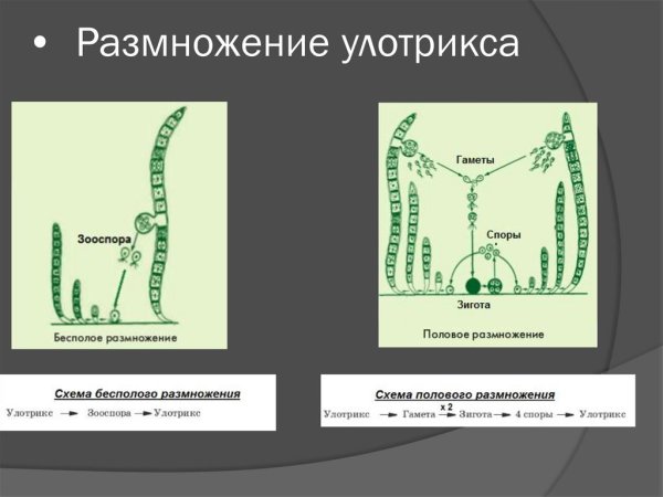 Схема размножения улотрикса 6 класс