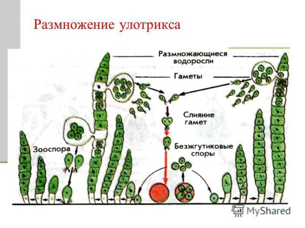 Схема размножения улотрикса