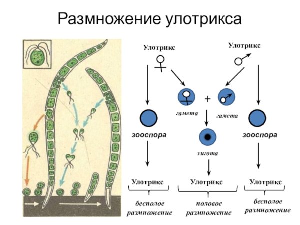 Размножение водоросли улотрикса