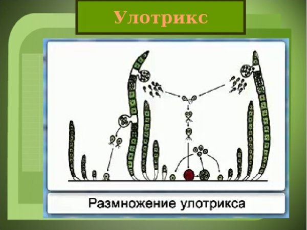 Улотрикс ризоиды
