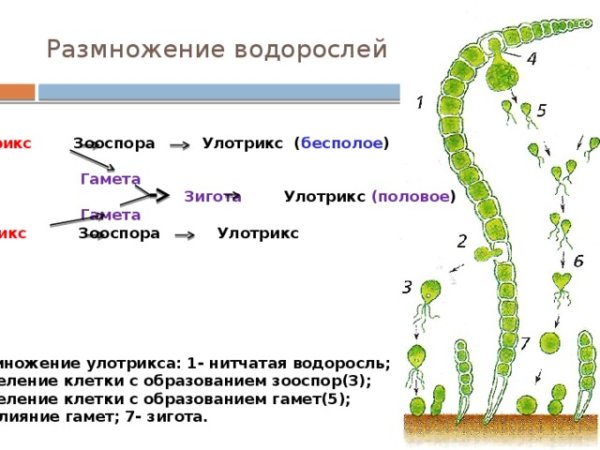 Размножение водоросли улотрикса