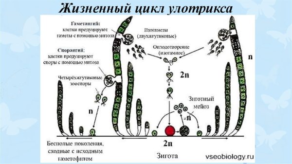 Бесполое размножение улотрикса схема