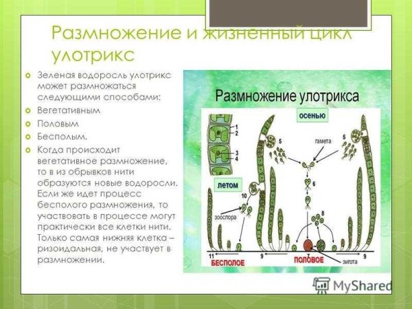 Жизненный цикл зеленых водорослей улотрикс