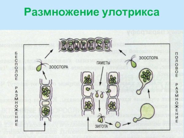 Улотрикс строение и размножение