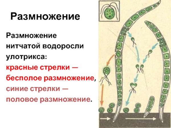 Схема размножения улотрикса