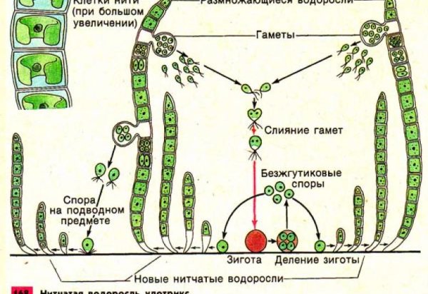 Размножение улотрикса рисунок
