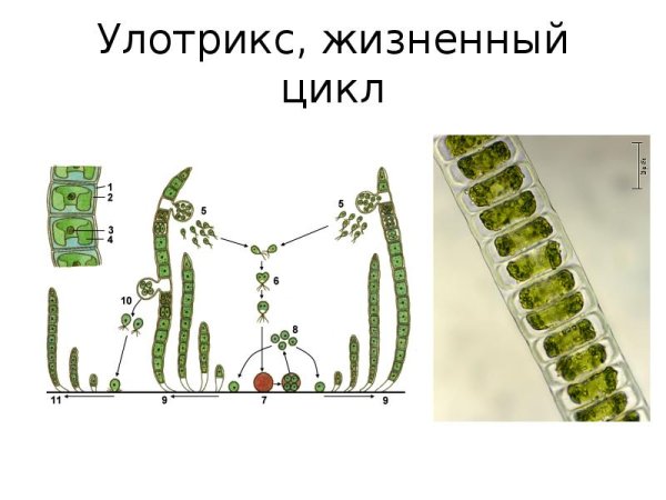 Улотрикс жизненный цикл