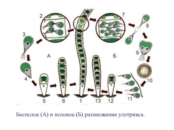 Улотрикс половое размножение