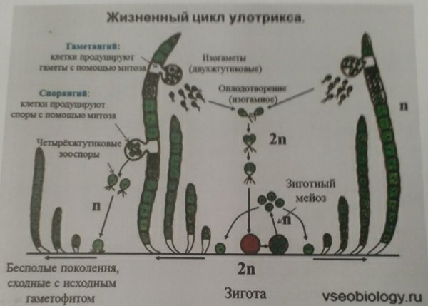 Размножение улотрикса