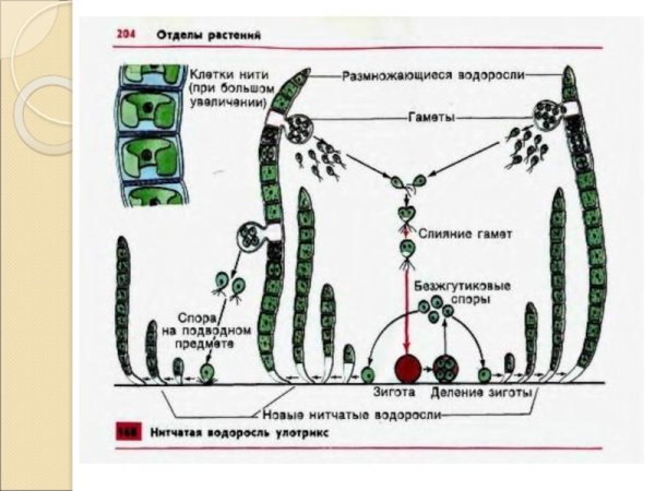 Жизненный цикл зеленой водоросли улотрикса