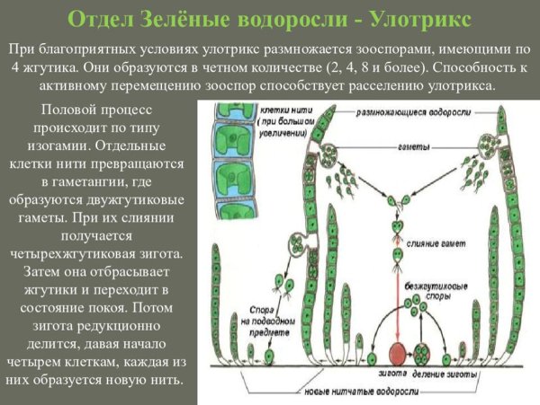 Жизненный цикл улотрикса рисунок