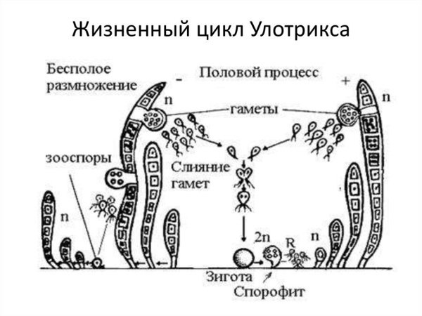Жизненный цикл улотрикса