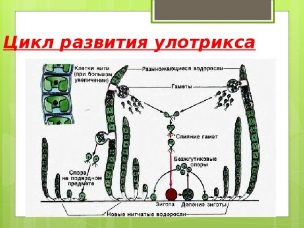 Жизненный цикл улотрикса
