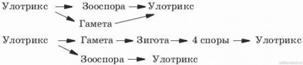 Схема размножение улотрексов