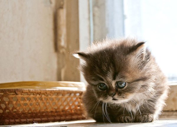 Котенок грустит