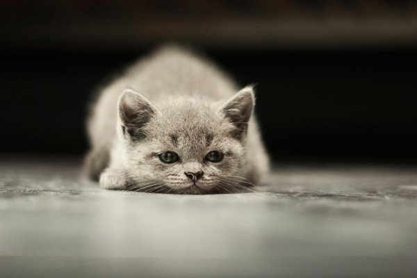 Кот скучает